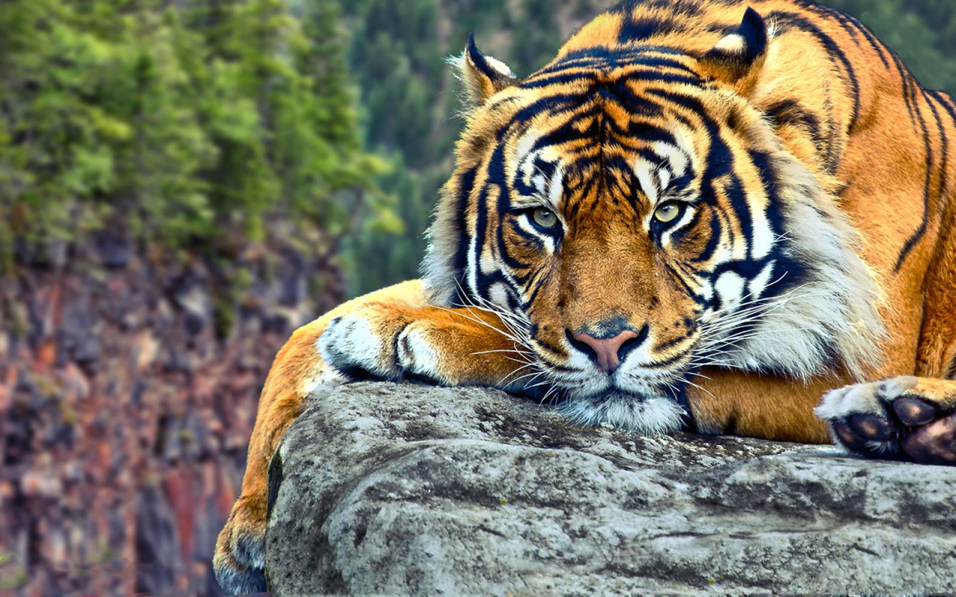 Sedih Harimau Serbia Sakit Gigi dan Minta Pertolongan Warga